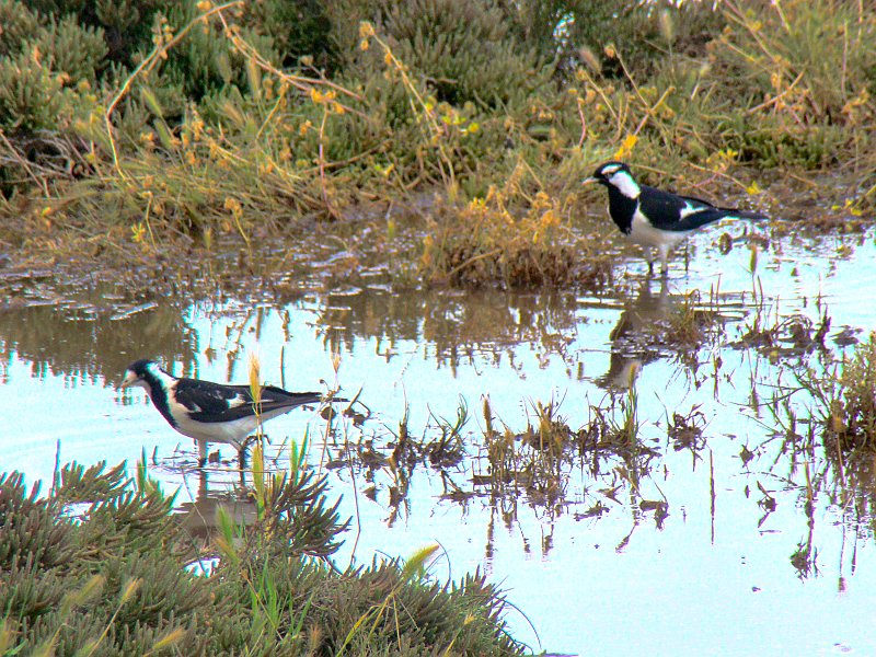 5192_Female_and_male_Magpie-larks.JPG