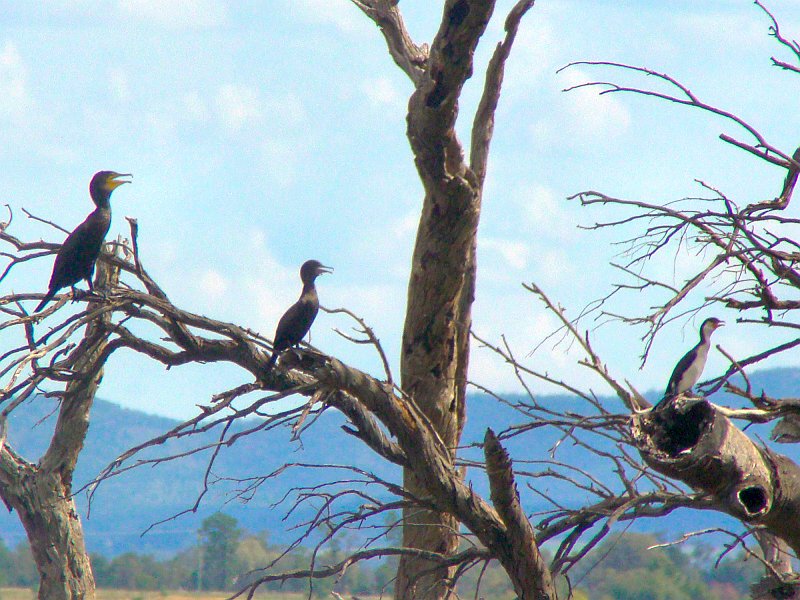 5206_Three_species_of_cormorants.JPG