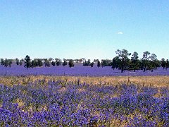 5166_Sea_of_Blue-purple_flowers_closeup