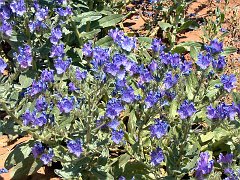 5170_Ubitquitous_blue-purple_weed