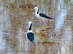 5176_Black-winged_Stilts
