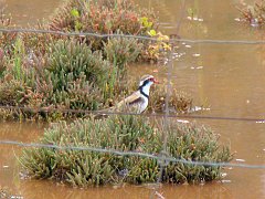 5178_Black-fronted_Dotterel
