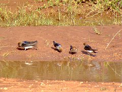 5203_Fairy_Martins_gathering_mud_for_nests