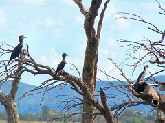 5206_Three_species_of_cormorants