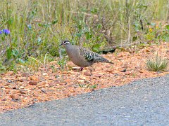 5235_Common_Bronzewing