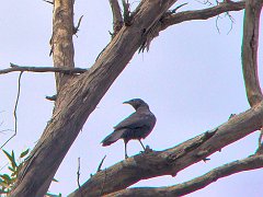 5242_White-winged_Chough