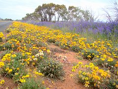 5247_Carpet_of_wild_daisies