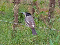 5254_Grey_Butcherbird