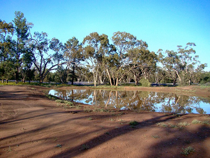 5256_Wattle_Dam_Binya_State_Forest.JPG