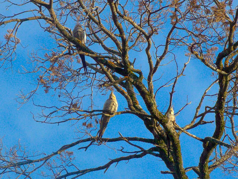 5263_Cockatiels.JPG