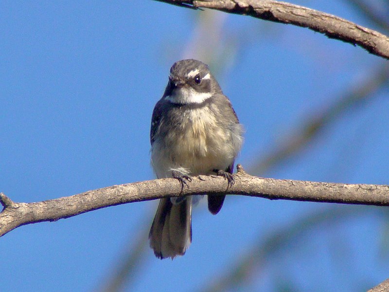 5276_Grey_Fantail.JPG