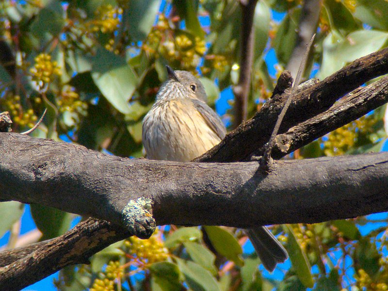 5281_Female_Rufous_Whistler.JPG