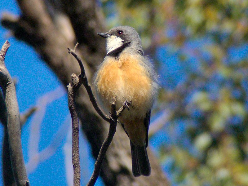 5285_Male_Rufous_Whistler.JPG