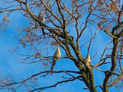 5263_Cockatiels