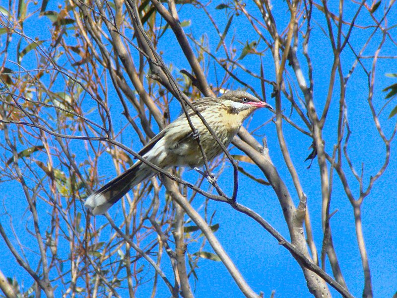 5311_Spiny-cheeked_Honeyeater.JPG