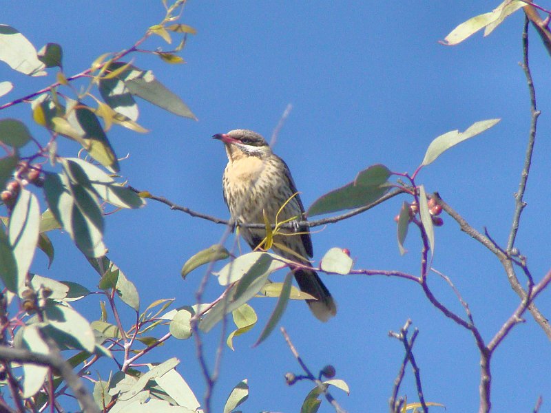 5312_Spiny-cheeked_Honeyeater.JPG