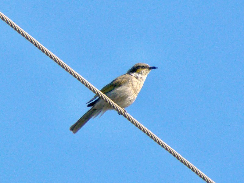 5317_Mystery_bird.JPG