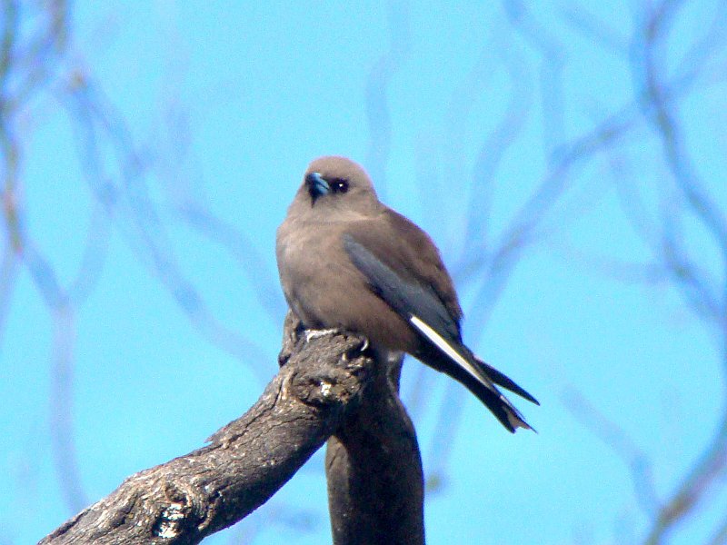 5328_Dusky_Woodswallow.JPG