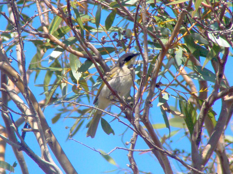 5360_Singing_Honeyeater.JPG