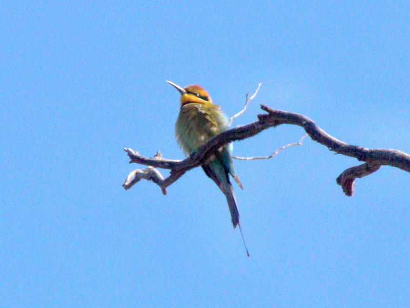 5364_Rainbow_Bee-eater.JPG