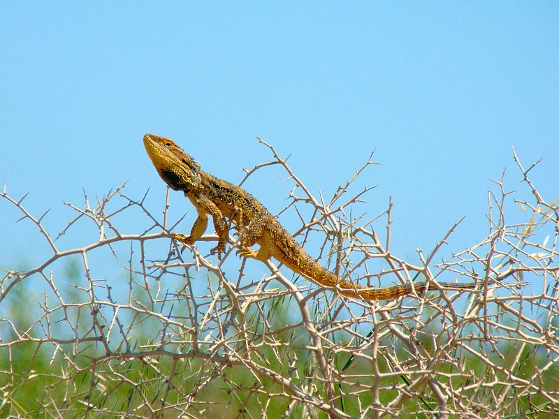 5446_Dragon.JPG