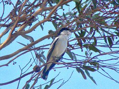 5294_White-winged_Triller