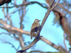 5300_Brown_Treecreeper