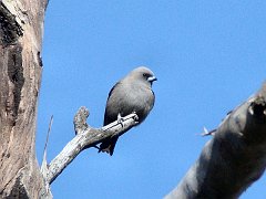 5304_Dusky_Woodswallow