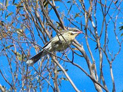 5311_Spiny-cheeked_Honeyeater