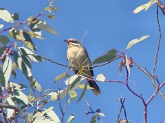 5312_Spiny-cheeked_Honeyeater