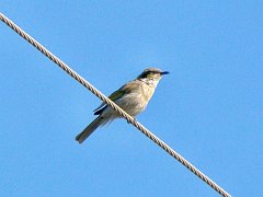 5317_Mystery_bird