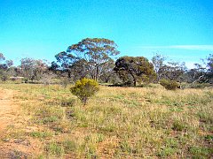 5322_Goschen_Bushland_Reserve