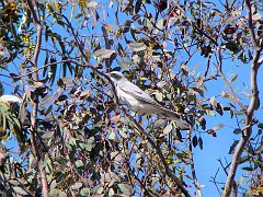 5323_Young_Black-faced_Cuckoo-shrike