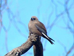5328_Dusky_Woodswallow