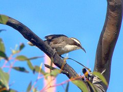 5340_White-browed_Babbler