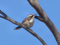 5341_White-browed_Babbler