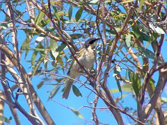 5360_Singing_Honeyeater