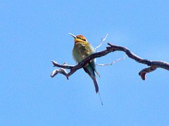 5364_Rainbow_Bee-eater
