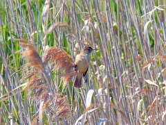 5371_Clamorous_Reed-warbler