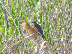 5373_Clamorous_Reed-warbler