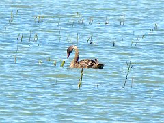 5420_Young_Black_Swan