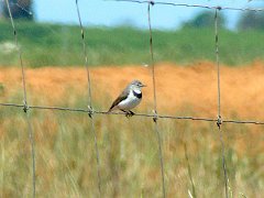 5423_Female_White-fronted_Chat_thru_windshield