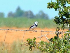 5425_Male_White-fronted_Chat_thru_windshield