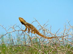 5446_Dragon