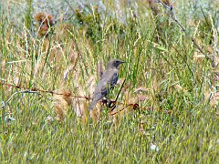 5454_Young_Starling