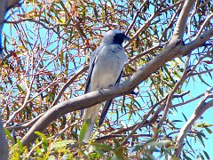 5473_Black-faced_Cuckoo-shrike