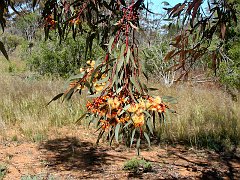 5478_Eucalypt_flowers