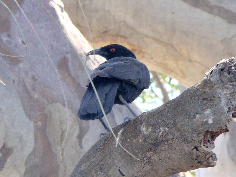 5497_White-winged_Chough.JPG