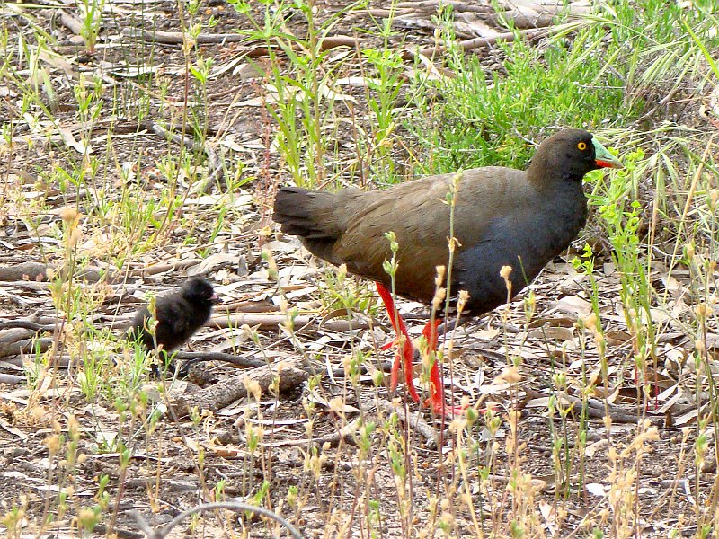 5520_Black-tailed_Native-hen_and_chick.JPG