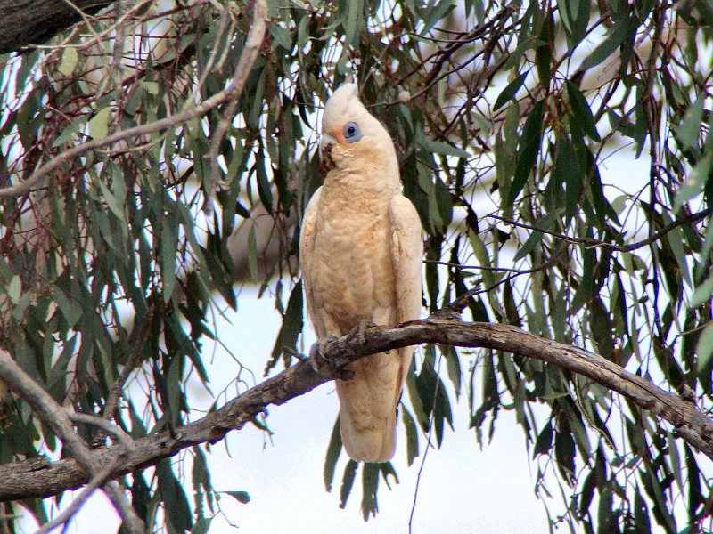 5546_Little_Corella.JPG